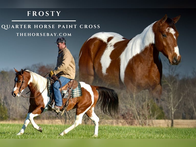 American Quarter Horse Wałach 5 lat 147 cm Gniada in Somerset, KY