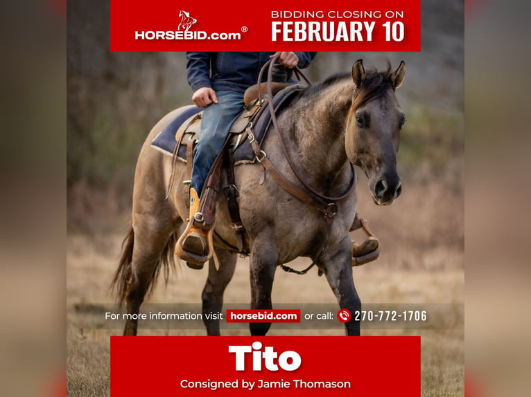 American Quarter Horse Wałach 5 lat 147 cm Grullo in Auburn, KY