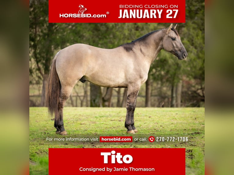 American Quarter Horse Wałach 5 lat 147 cm Grullo in Auburn, KY