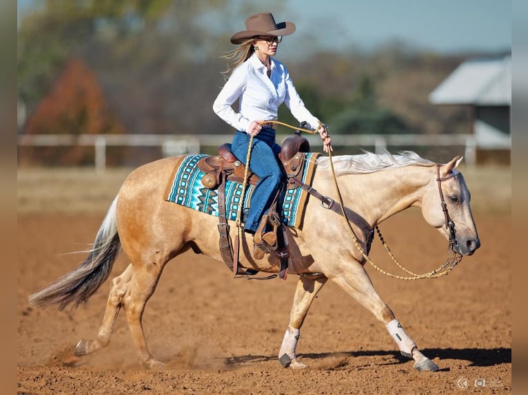 American Quarter Horse Wałach 5 lat 147 cm Izabelowata in Addison, TX