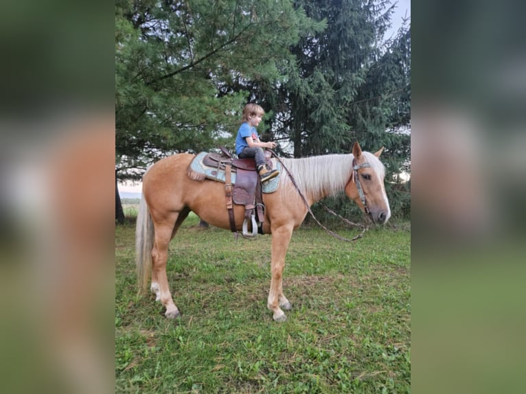 American Quarter Horse Wałach 5 lat 147 cm Izabelowata in Ashland OH