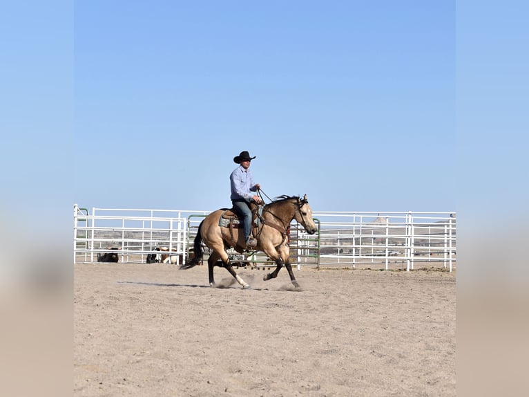 American Quarter Horse Wałach 5 lat 147 cm Jelenia in Bayard, Nebraska