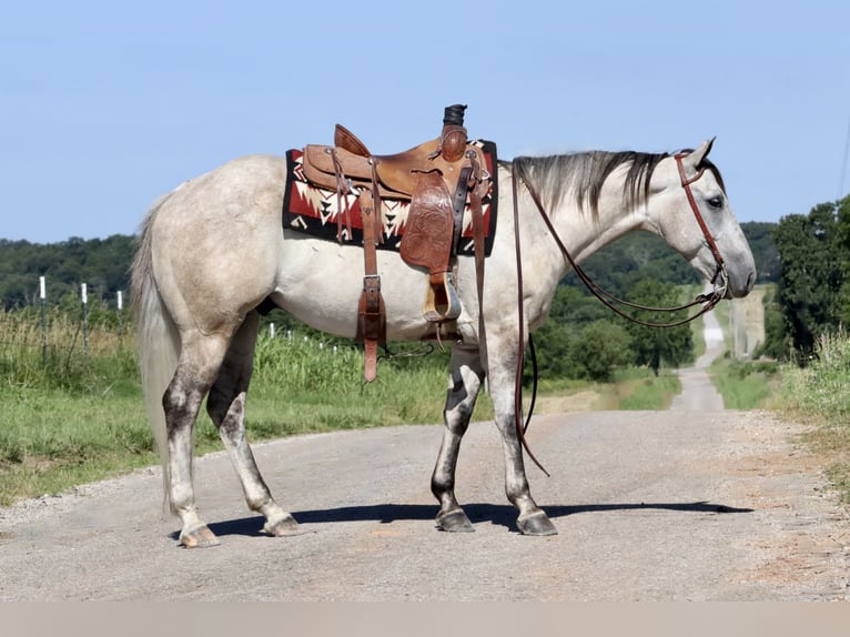 American Quarter Horse Wałach 5 lat 147 cm Siwa in Purdy, MO