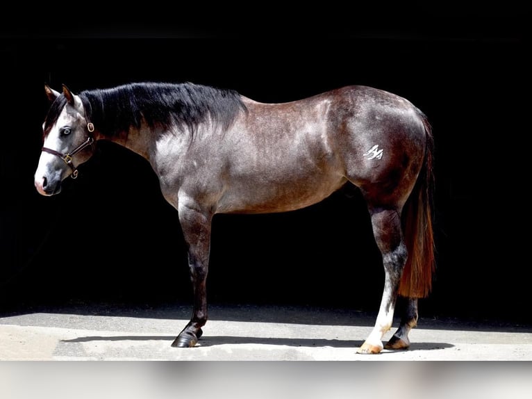 American Quarter Horse Wałach 5 lat 147 cm Siwa in Providence Forge VA