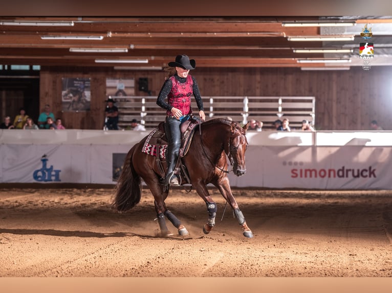 American Quarter Horse Wałach 5 lat 148 cm Ciemnokasztanowata in Tannheim