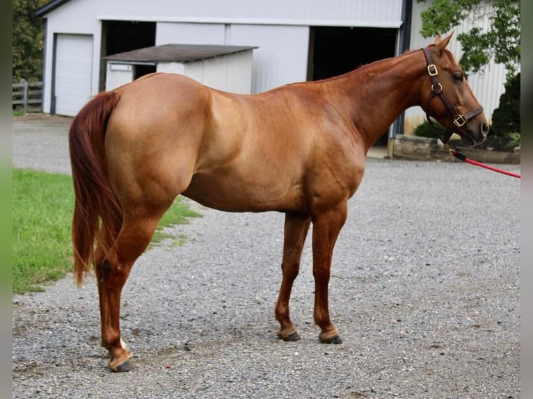 American Quarter Horse Wałach 5 lat 150 cm Bułana in Allentown, NJ