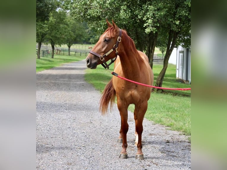 American Quarter Horse Wałach 5 lat 150 cm Bułana in Allentown, NJ