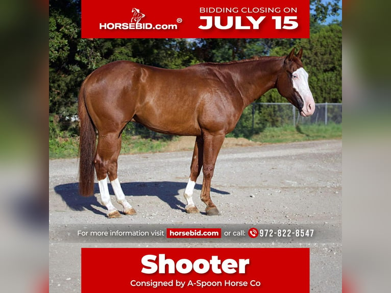 American Quarter Horse Mix Wałach 5 lat 150 cm Cisawa in Kaufman