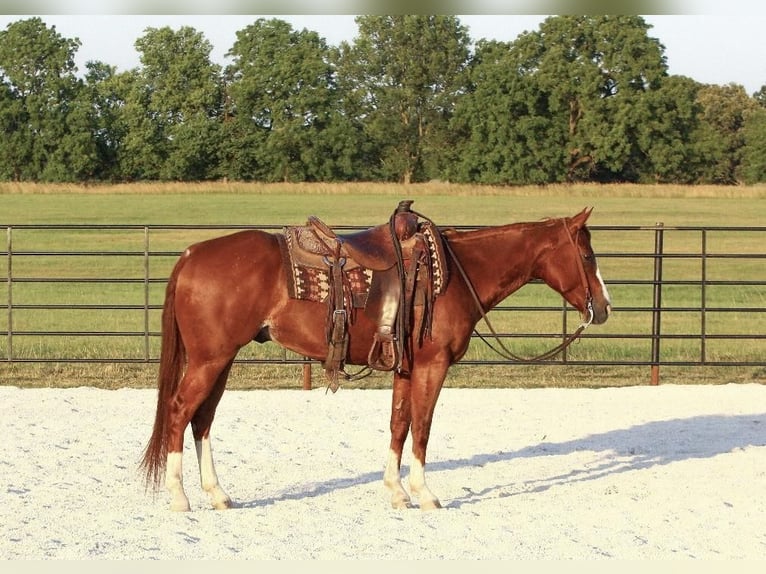 American Quarter Horse Wałach 5 lat 150 cm Cisawa in Buffalo, MO