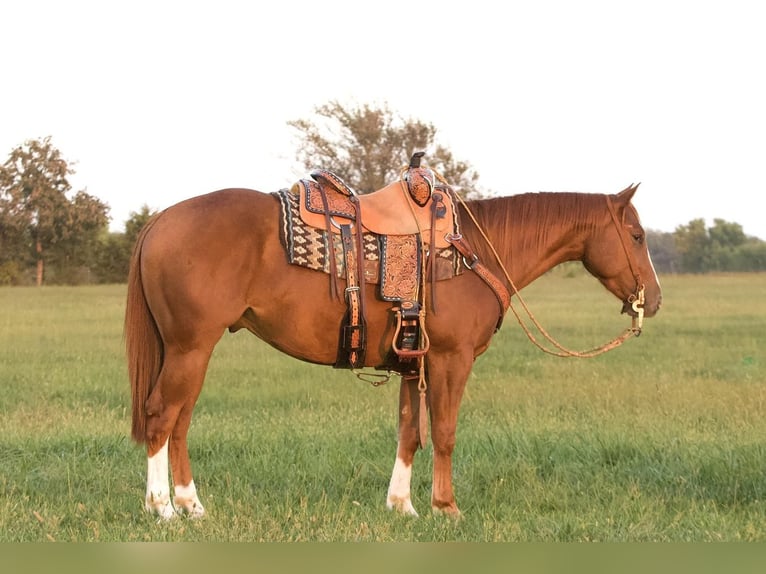 American Quarter Horse Wałach 5 lat 150 cm Cisawa in Buffalo