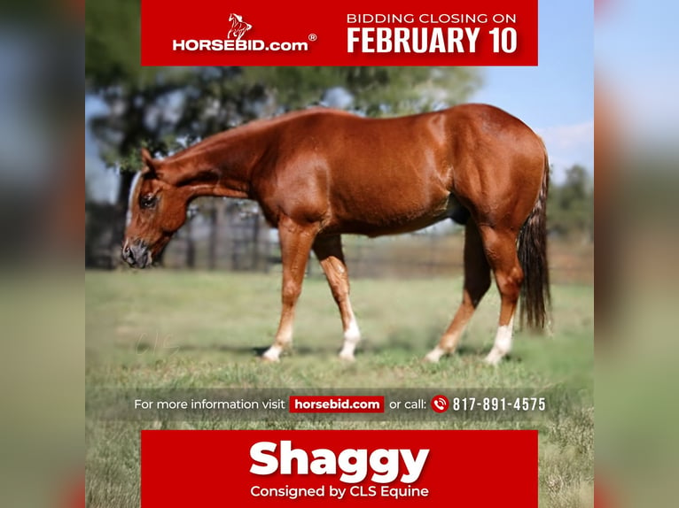 American Quarter Horse Wałach 5 lat 150 cm Cisawa in Granbury, TX