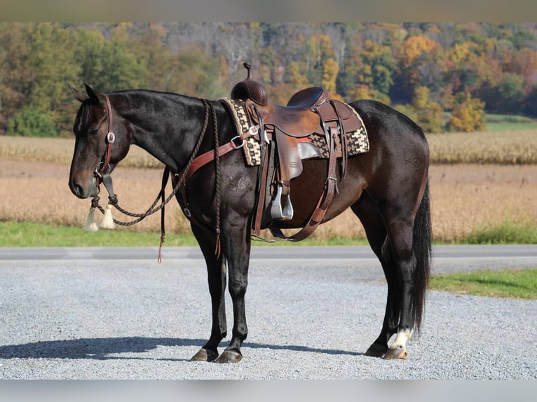 American Quarter Horse Wałach 5 lat 150 cm Gniada in Rebersburg, PA
