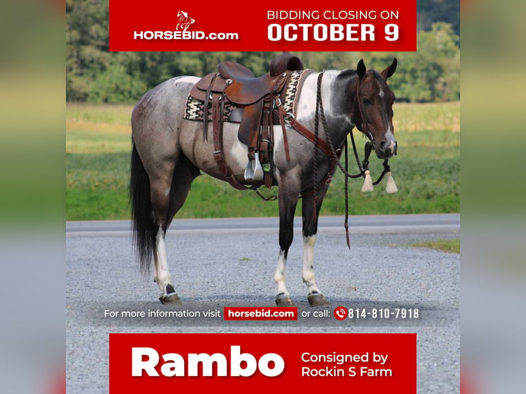 American Quarter Horse Mix Wałach 5 lat 150 cm Gniadodereszowata in Rebersburg, PA