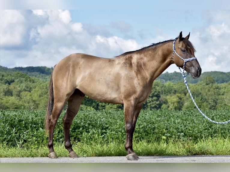American Quarter Horse Wałach 5 lat 150 cm Grullo in Crab Orchard, KY
