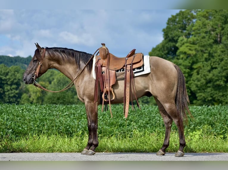 American Quarter Horse Wałach 5 lat 150 cm Grullo in Crab Orchard, KY