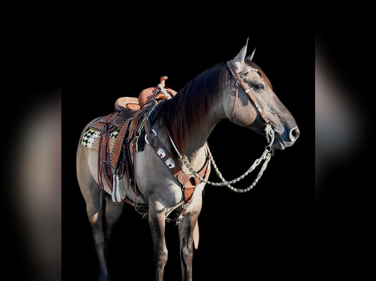 American Quarter Horse Wałach 5 lat 150 cm Grullo in Ocala, FL