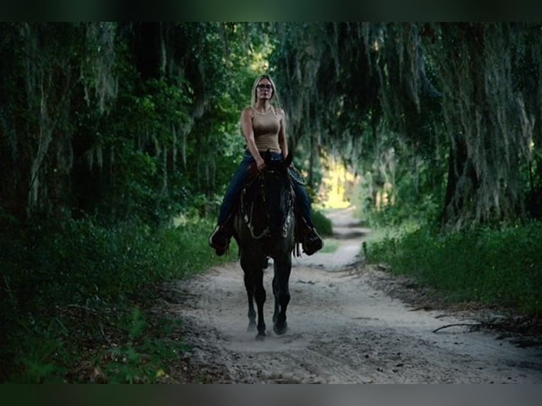 American Quarter Horse Wałach 5 lat 150 cm Grullo in Ocala, FL