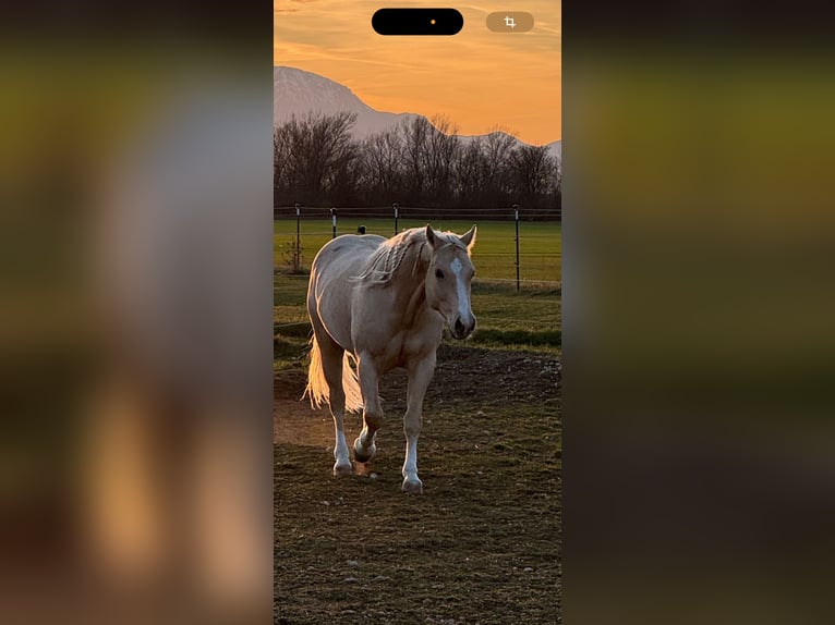 American Quarter Horse Wałach 5 lat 150 cm Izabelowata in Wiener Neustadt