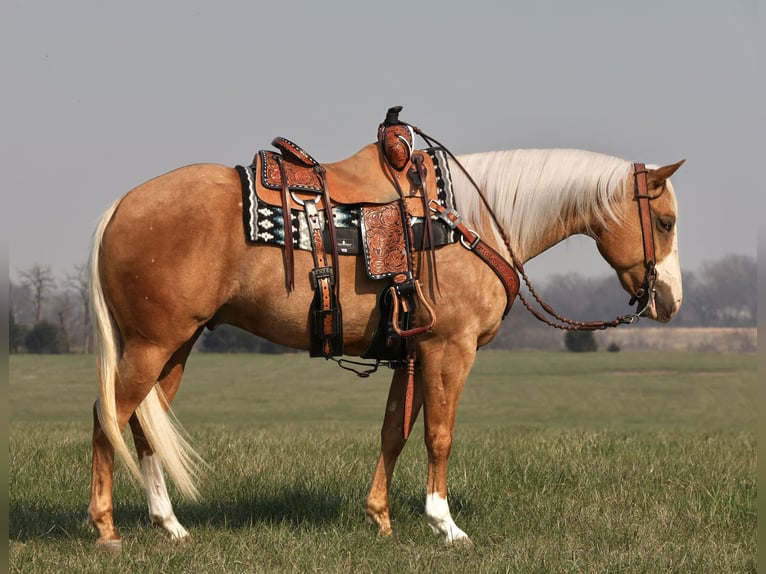American Quarter Horse Wałach 5 lat 150 cm Izabelowata in Buffalo