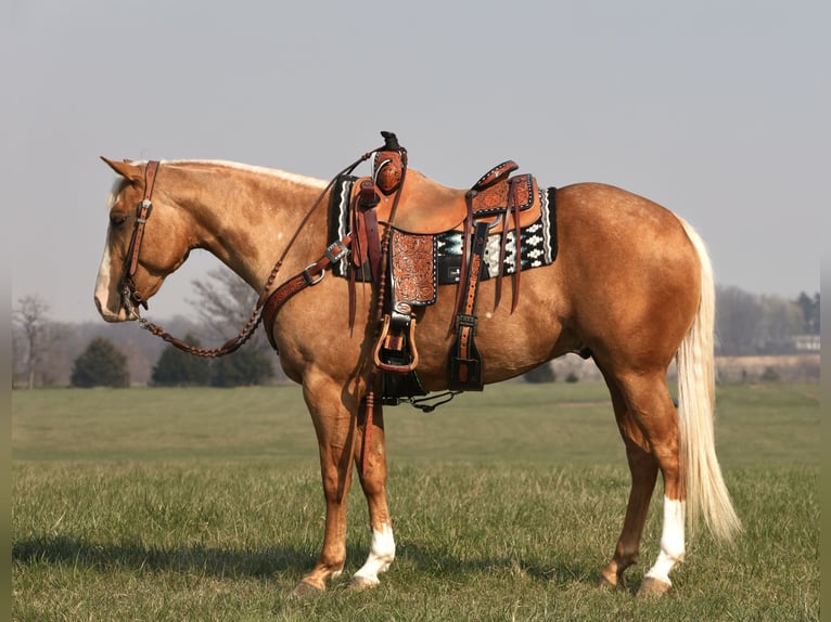 American Quarter Horse Wałach 5 lat 150 cm Izabelowata in Buffalo