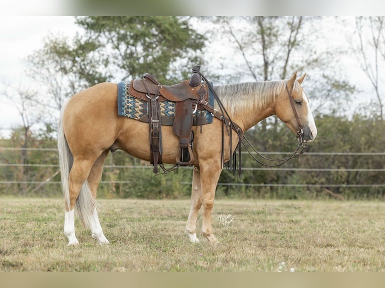 American Quarter Horse Wałach 5 lat 150 cm Izabelowata in River Falls, WI