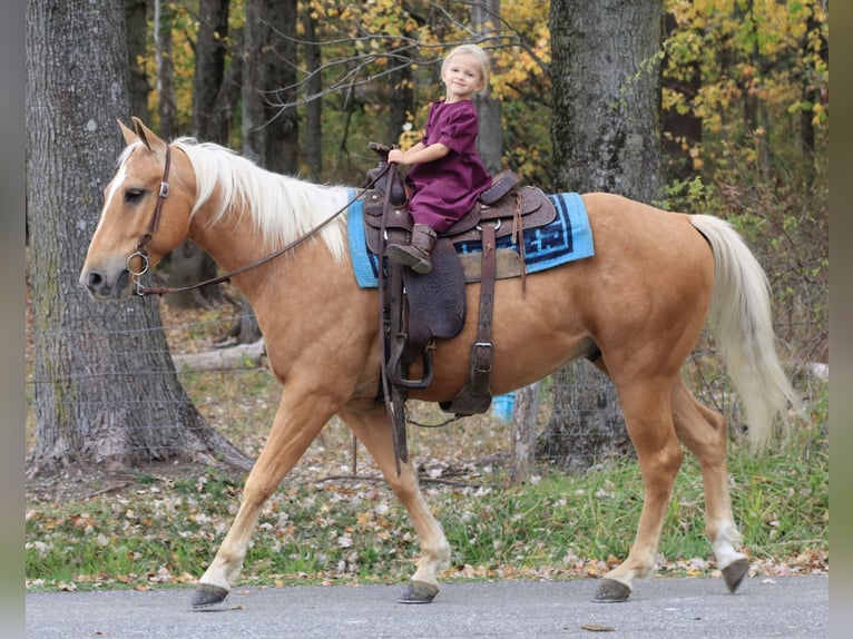 American Quarter Horse Wałach 5 lat 150 cm Izabelowata in Coal City