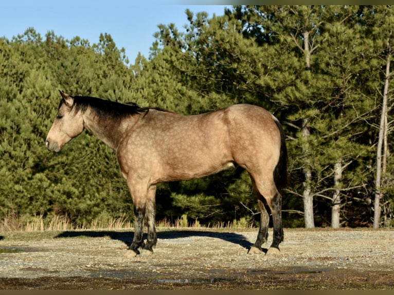American Quarter Horse Wałach 5 lat 150 cm Jelenia in Sweet Springs, MO