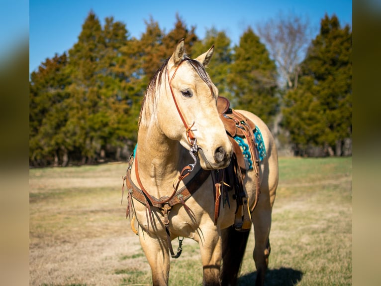 American Quarter Horse Wałach 5 lat 150 cm Jelenia in Greenville Ky