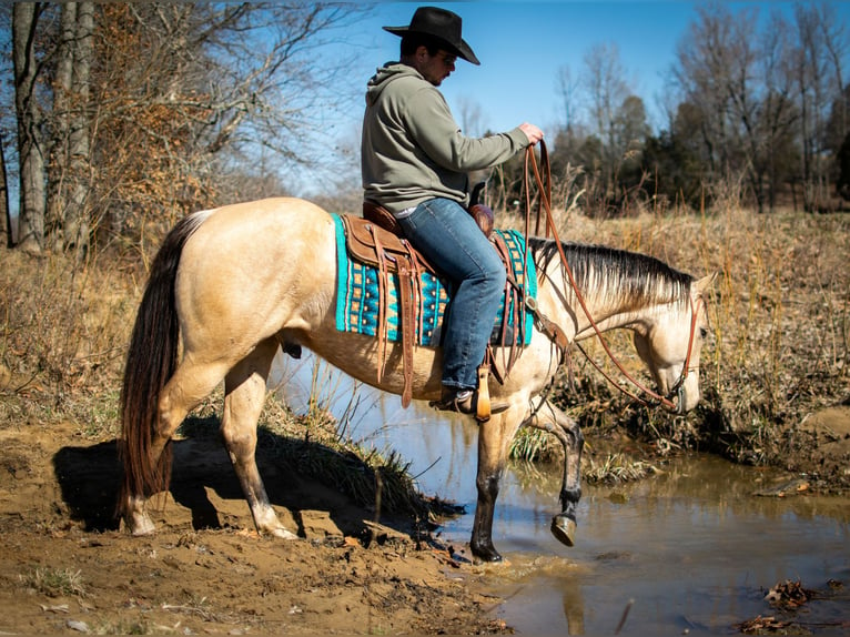 American Quarter Horse Wałach 5 lat 150 cm Jelenia in Greenville Ky