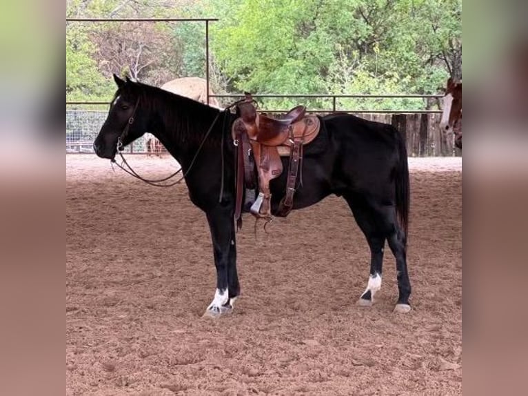 American Quarter Horse Wałach 5 lat 150 cm Karodereszowata in Weatherford TX