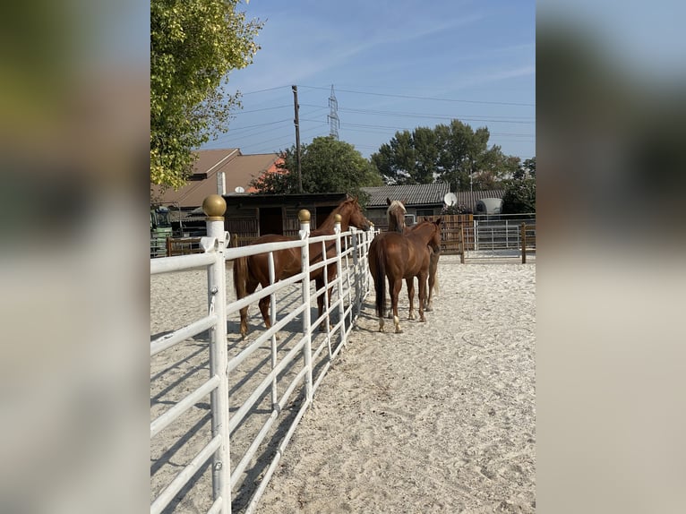 American Quarter Horse Wałach 5 lat 150 cm Kasztanowata in Gerasdorf