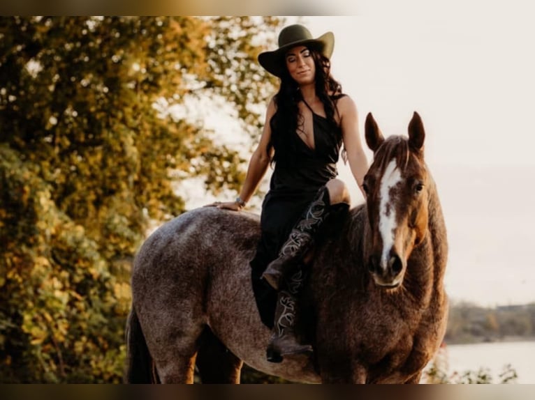 American Quarter Horse Wałach 5 lat 150 cm Kasztanowatodereszowata in Lewistown, IL