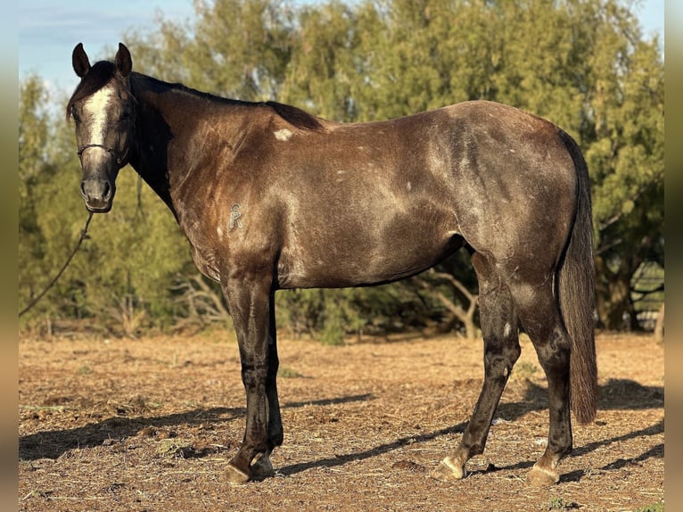 American Quarter Horse Wałach 5 lat 150 cm Siwa in Byers TX