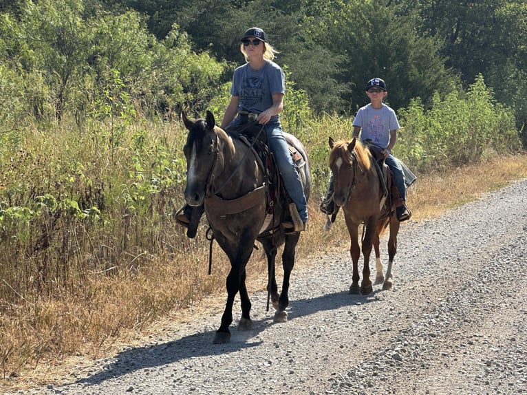 American Quarter Horse Wałach 5 lat 150 cm Siwa in Byers TX