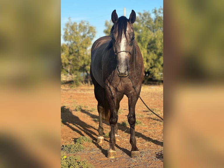 American Quarter Horse Wałach 5 lat 150 cm Siwa in Byers TX