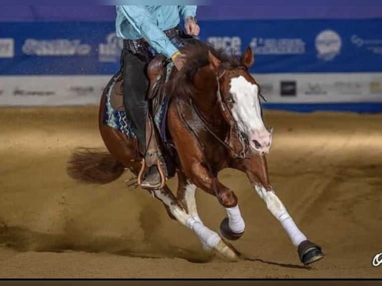 American Quarter Horse Wałach 5 lat 151 cm Gniada in Freystadt