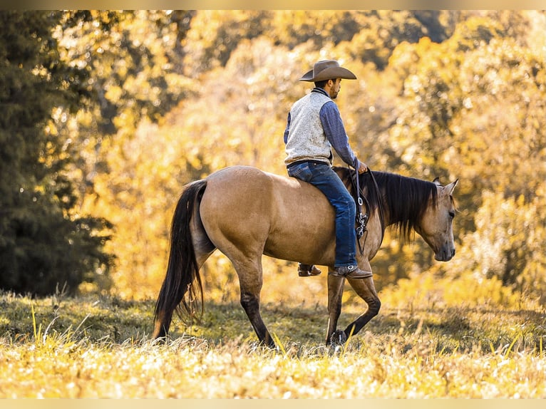 American Quarter Horse Wałach 5 lat 152 cm Bułana in Lyles, TN