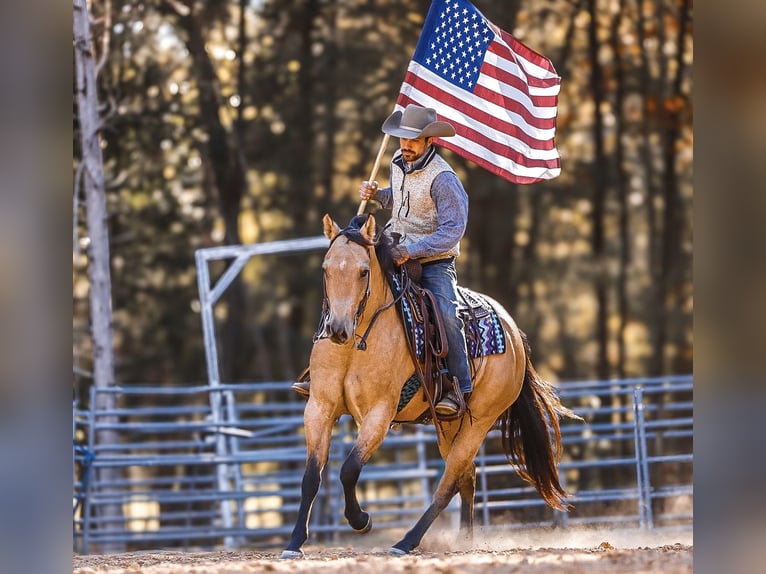 American Quarter Horse Wałach 5 lat 152 cm Bułana in Lyles, TN