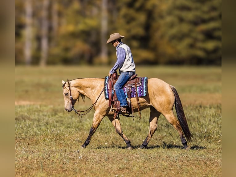 American Quarter Horse Wałach 5 lat 152 cm Bułana in Lyles, TN