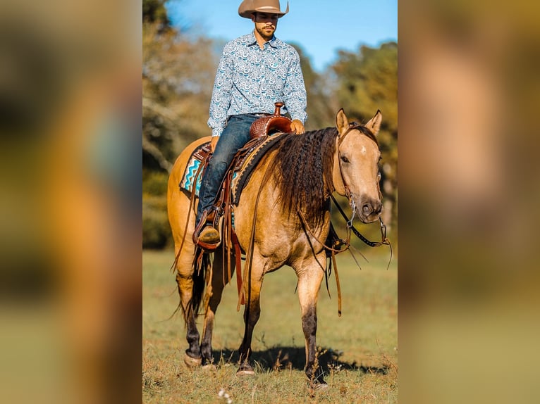 American Quarter Horse Wałach 5 lat 152 cm Bułana in Lyles, TN