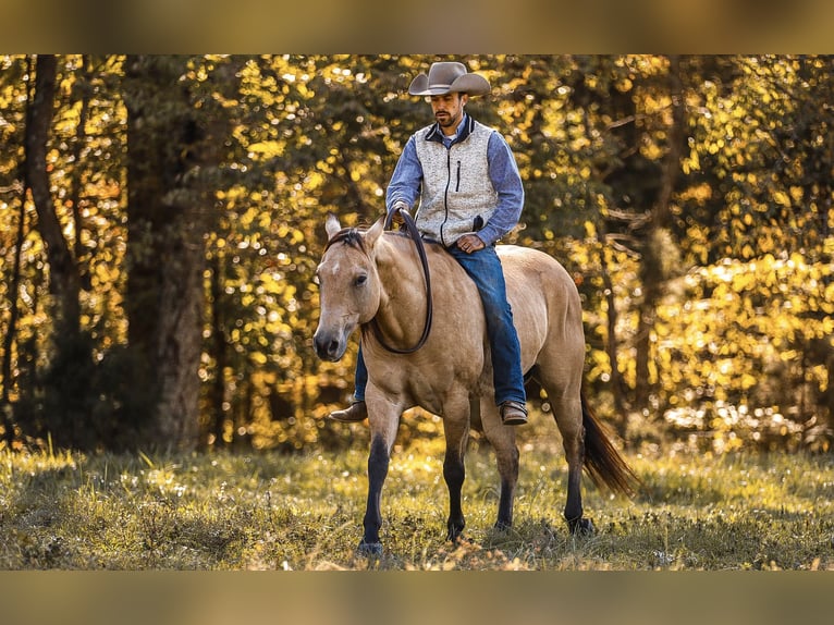 American Quarter Horse Wałach 5 lat 152 cm Bułana in Lyles, TN