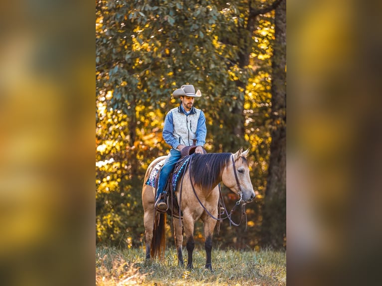 American Quarter Horse Wałach 5 lat 152 cm Bułana in Lyles, TN