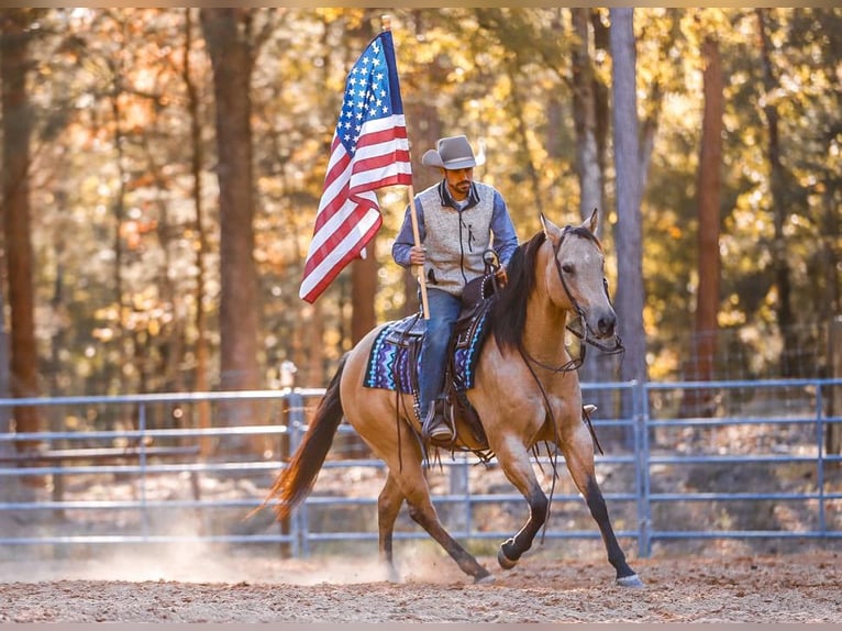 American Quarter Horse Wałach 5 lat 152 cm Bułana in Lyles, TN