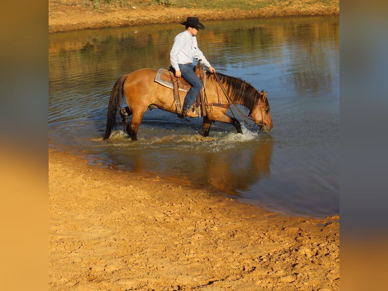 American Quarter Horse Wałach 5 lat 152 cm Bułana in Milsap TX