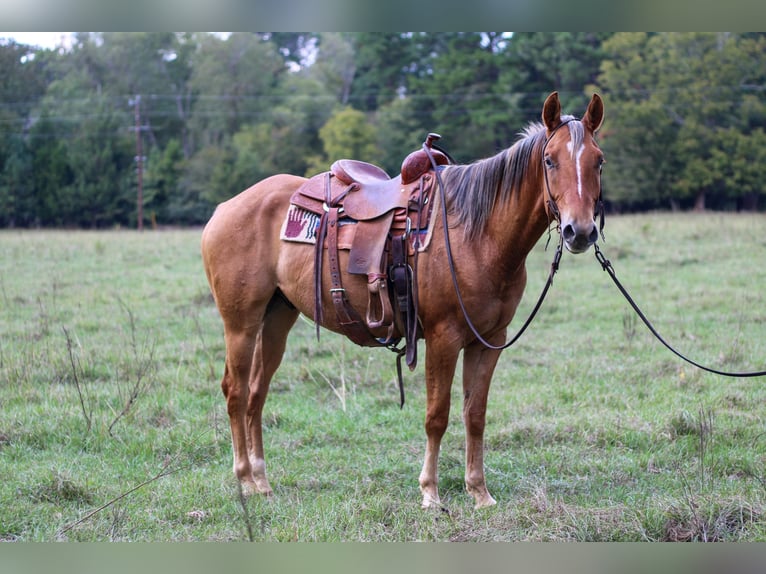American Quarter Horse Wałach 5 lat 152 cm Bułana in RUSK, TX