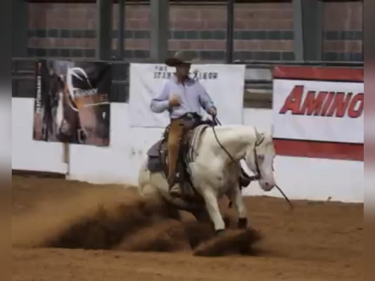 American Quarter Horse Wałach 5 lat 152 cm Cremello in Chatsworth, GA