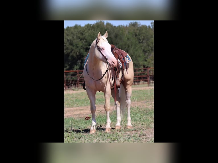 American Quarter Horse Wałach 5 lat 152 cm Cremello in Chatsworth, GA