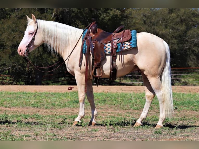 American Quarter Horse Wałach 5 lat 152 cm Cremello in Chatsworth, GA