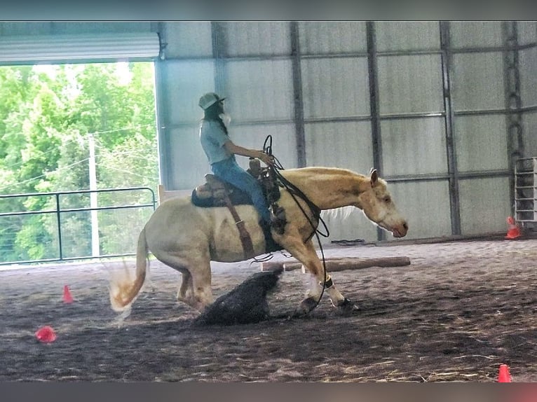 American Quarter Horse Wałach 5 lat 152 cm Cremello in Chatsworth, GA