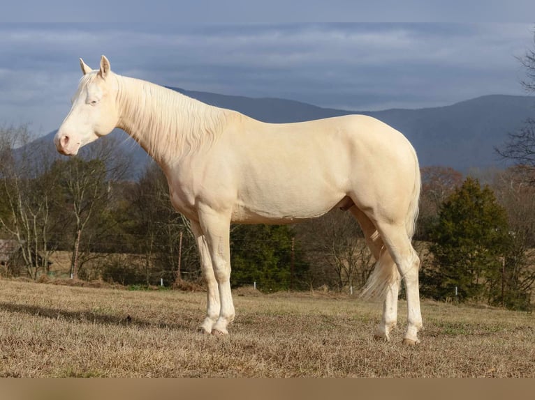 American Quarter Horse Wałach 5 lat 152 cm Cremello in Chatsworth, GA